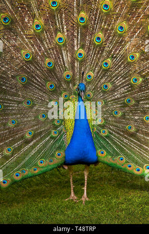 Peacock tail Anzeige an Larmer Tree Gardens in Wiltshire, mit. Stockfoto