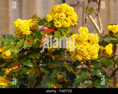 Gelbe Blumen und bunte Blätter auf einem holly bush (Ilex) neben einem Holzzaun Stockfoto