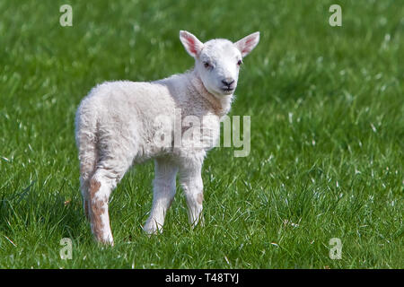 Ein einzelnes neugeborenes weißes Lamm steht sanft auf saftig grüner Weide, seine weiche Wolle hell im Sonnenlicht, fängt Unschuld, Ruhe und die Schönheit des Frühlings ein Stockfoto