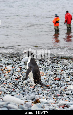 Adelie Pinguin zu Fuß auf den felsigen Strand bei Revolver, South Shetland Inseln, zwei Menschen in Wathosen in Wasser im Hintergrund stehend Stockfoto