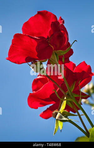 Leuchtend rote Rosen leuchten im Hintergrund, die aus einem niedrigen Winkel erfasst werden, während Blütenblätter vor einem klaren, wolkenlosen blauen Himmel leuchten und einen lebendigen Kontrast erzeugen Stockfoto