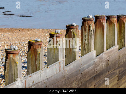 Eine Reihe von buhnen am Strand mit einem Stein an der Spitze eines jeden ist Stockfoto