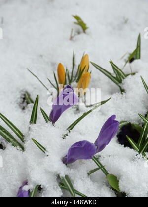 Krokus violett Frühling Blumen in weiß schnee Stockfoto