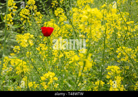 Schöne rote Anemone unter gelben Blumen Stockfoto