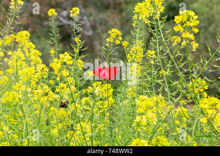 Schöne rote Anemone unter gelben Blumen Stockfoto