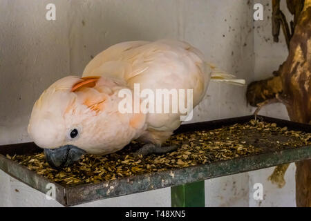 Nahaufnahme einer rosa Kakadu essen Samen, Fütterung, tropische Vögel aus Australien, beliebtes Haustier in der vogelzucht Stockfoto