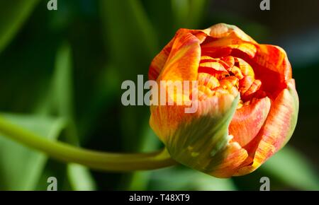 Tulip Sun Lover" das Chamäleon Tulip" Stockfoto