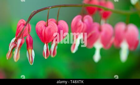 Blutende Herz (syn. Campanula pyramidalis Californica) Lamprocapnos californica Stockfoto