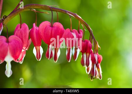 Blutende Herz (syn. Campanula pyramidalis Californica) Lamprocapnos californica Stockfoto