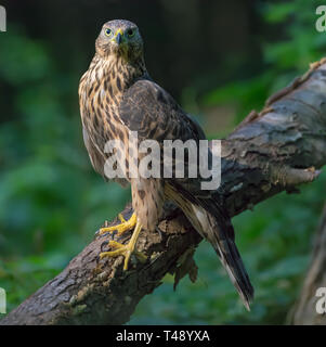 Northern Goshawk im Alter von Stamm und Gesicht in die Kamera schauen gehockt Stockfoto