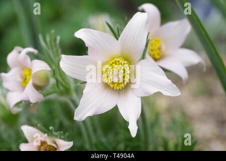 Pulsatilla vulgaris 'Pearl Bells'. Pasque Blumen im Steingarten. Stockfoto