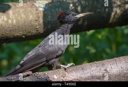 Weibliche Schwarzspecht klettern auf einem gefallenen Baumstamm Stockfoto