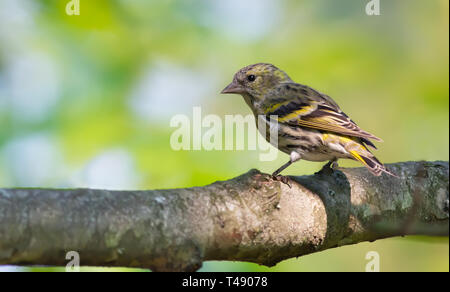 Junge weibliche Eurasian Siskin zurück Blick auf eine grosse Niederlassung posing Stockfoto