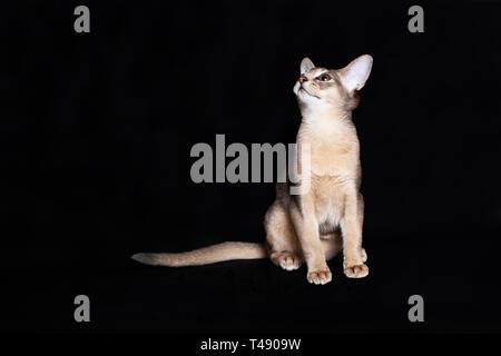 Junge blau Abessinier Katze sitzt auf schwarzem Hintergrund Stockfoto