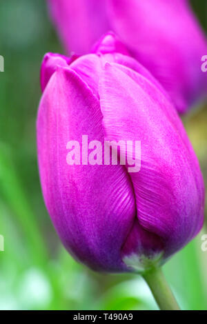 Tulipa. Nahaufnahme von Tulpen im Garten. Stockfoto
