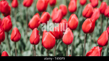 Schöne bunte Tulpen Blumen Hintergrund im Frühjahr. Stockfoto