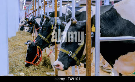 Portrait von Kühen in Dairy Farm Stockfoto