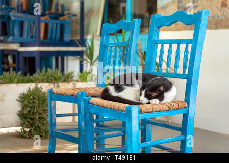 Eine Katze schlafend in einem blauen Stuhl. Insel Sifnos, Griechenland Stockfoto