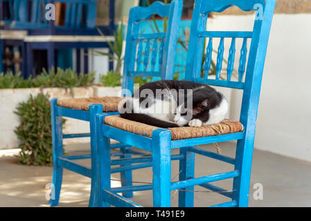 Eine Katze schlafend in einem blauen Stuhl. Insel Sifnos, Griechenland Stockfoto