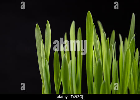 Frische Sprossen von Getreide in einer porzellanschale. Junge Roggen schießt gezüchtet zu Hause. Der dunkle Hintergrund. Stockfoto