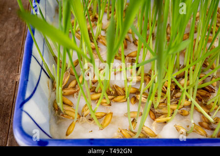 Frische Sprossen von Getreide in einer porzellanschale. Junge Roggen schießt gezüchtet zu Hause. Der dunkle Hintergrund. Stockfoto