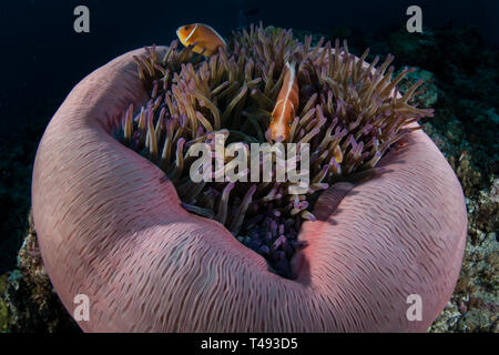 Ein paar Rosa Anemonenfischen, Amphiprion perideraion, Schwimmen in den tentakeln Ihrer schönen host Anemone auf einem Riff in der Republik Palau. Stockfoto