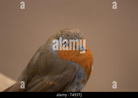 Europäische robin Nahaufnahme Stockfoto