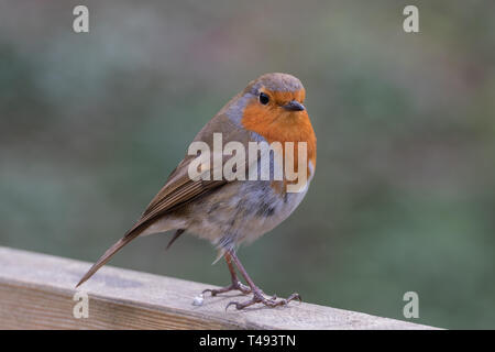 Europäische Robin hautnah auf einer hölzernen Barsch Stockfoto