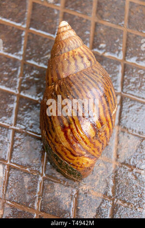 Eine Nahaufnahme des braunen nass Shell eines riesigen Schnecke auf einem dunklen schmutzigen Braun Metallgitter Stockfoto