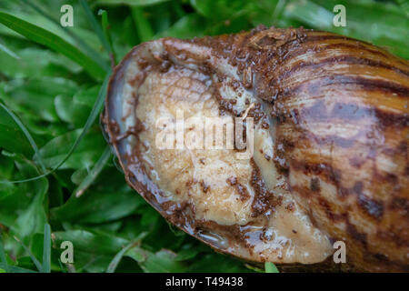 Nahaufnahme der unterhalb eines großen achatschnecken in der Shell auf dem grünen Gras, Stockfoto