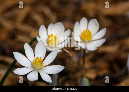 Blut Root blühen in der Morgensonne. Sanguinaria canadensis ist eine mehrjährige, krautige Pflanze, die in östlichen Nordamerika. Stockfoto