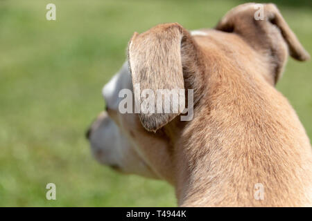 Eine Nahaufnahme von der Seite eines kleinen Hunde Kopf, der in die Ferne auf der Garten ist Stockfoto