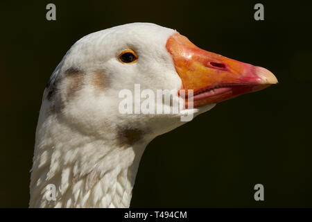 Porträt einer Hausgans Stockfoto