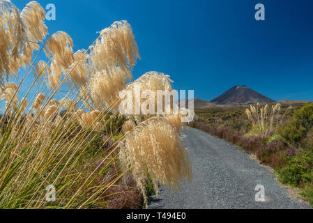 New Zealand native Toetoe Gras, mit dem vulkanischen Schlackenkegel des Mount Nguaruhoe (Mt Doom in Herr der Ringe) im Hintergrund. Stockfoto