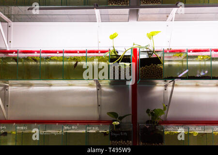 Thai fighting fish Tanks in Home panieren Aquarium. Stockfoto