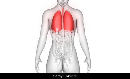 Weibliche innere Organe Atmungssystem Lungen Anatomie Stockfoto