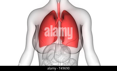 Weibliche innere Organe Atmungssystem Lungen Anatomie Stockfoto