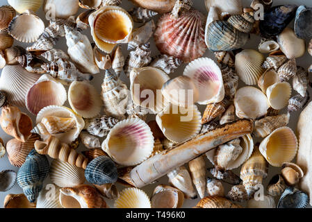 Eine gemischte Auswahl an Muscheln. Hintergrund mit einer Mischung aus verschiedenen Muscheln. Stockfoto