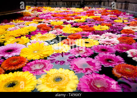 Dutzende von wunderschönen bunten Frühling Blumen und Blüten in einem Springbrunnen Stockfoto