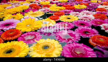 Dutzende von wunderschönen bunten Frühling Blumen und Blüten in einem Springbrunnen Stockfoto