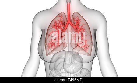 Weibliche innere Organe Atmungssystem Lungen Anatomie Stockfoto