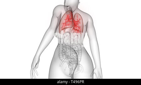 Weibliche innere Organe Atmungssystem Lungen Anatomie Stockfoto