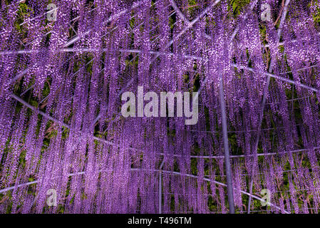 Ansicht der vollen Blüte Lila Rosa Riese Wisteria trellis. Geheimnisvolle Schönheit wenn beleuchtet bei Nacht mit bunt blühenden Blumen. Ashikaga Blume Pa Stockfoto