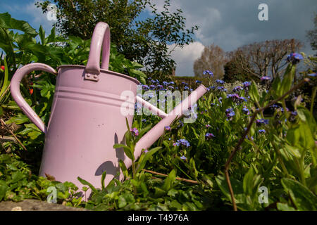 Ein rosa Gießkanne unter Frühling Blumen in einem Land, Garten Stockfoto