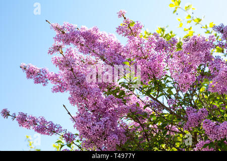 Frühling Hintergrund mit Filiale der Syringa vulgaris flieder Blume Blüte im Frühling im Garten Stockfoto