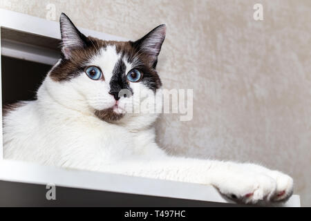 Eine Katze halbblut von snow-Shoe schaut aus dem Schacht für Katzen in der Wohnung. Fang einer Katze und Vorderpfoten close-up, selektiver Fokus Stockfoto