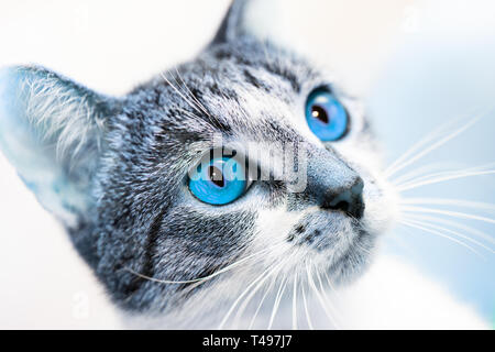 Überrascht, Katze Maulkorb mit hellen blauen Augen sah. - Nahaufnahme, selektiver Fokus, Weiß-Grau mongrel Katze, getönt Stockfoto