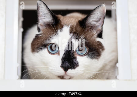 Eine Katze halbblut von snow-Shoe schaut aus dem Schacht für Katzen in der Wohnung. Fang einer Katze und Vorderpfoten close-up, selektiver Fokus Stockfoto