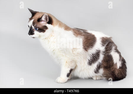 Cat halbblut von Schneeschuhwandern auf grauem Hintergrund. Die Figur eines Fat Cat im Profil, selektiver Fokus Stockfoto