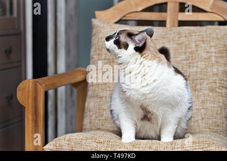 Eine Katze halbblut von snow-Shoe sitzt auf einem Stuhl in der Wohnung und sieht bis zu der Seite. Fette Katze Bild vollständig, selektiver Fokus Stockfoto